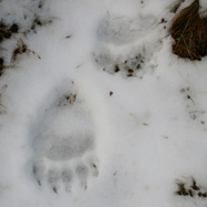 "The Bear's" footprint
