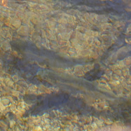 Omul' swiming upstream
