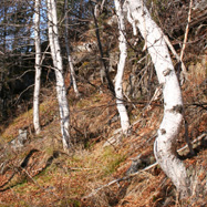 Birch trees on the trail
